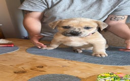 Mixed Breed dogs for sale: Chow chow x American bull dog  - Image 9
