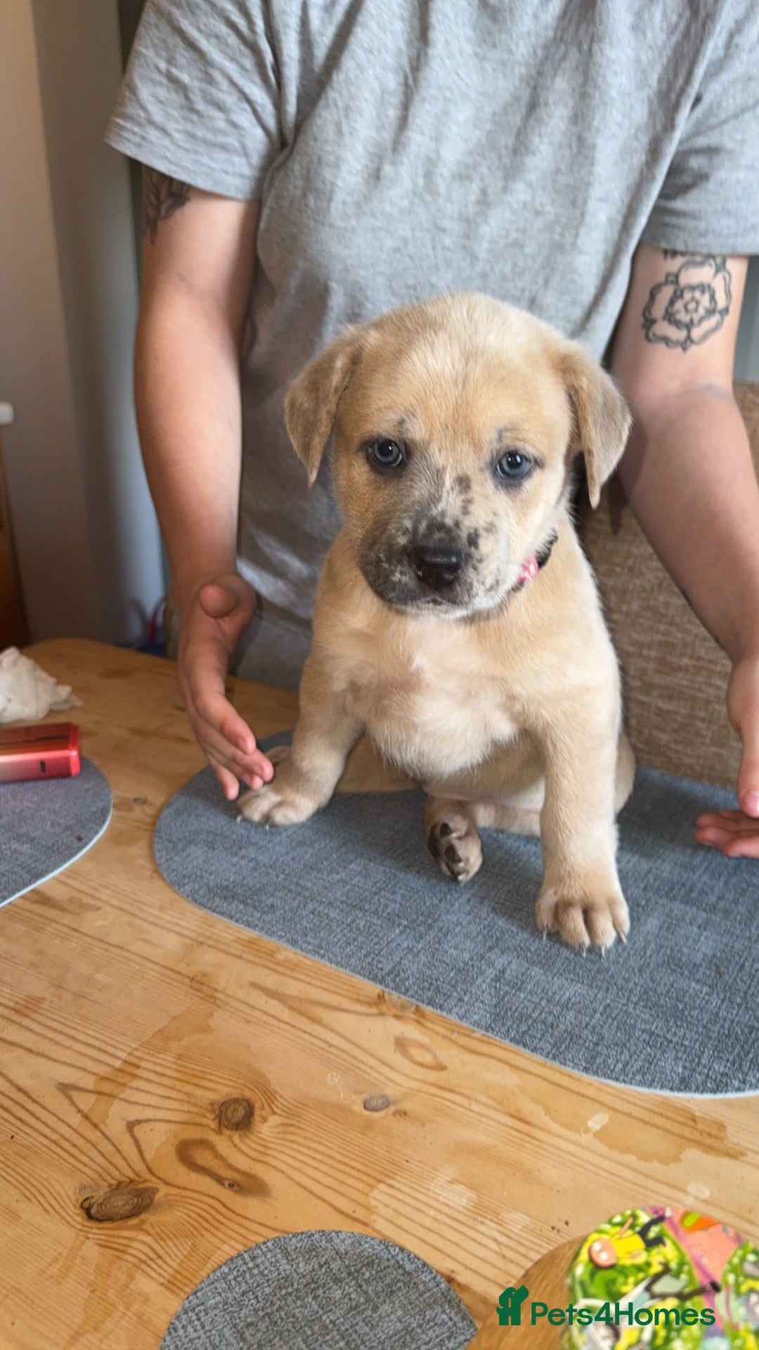 Mixed Breed dogs for sale: Chow chow x American bull dog  - Image 9