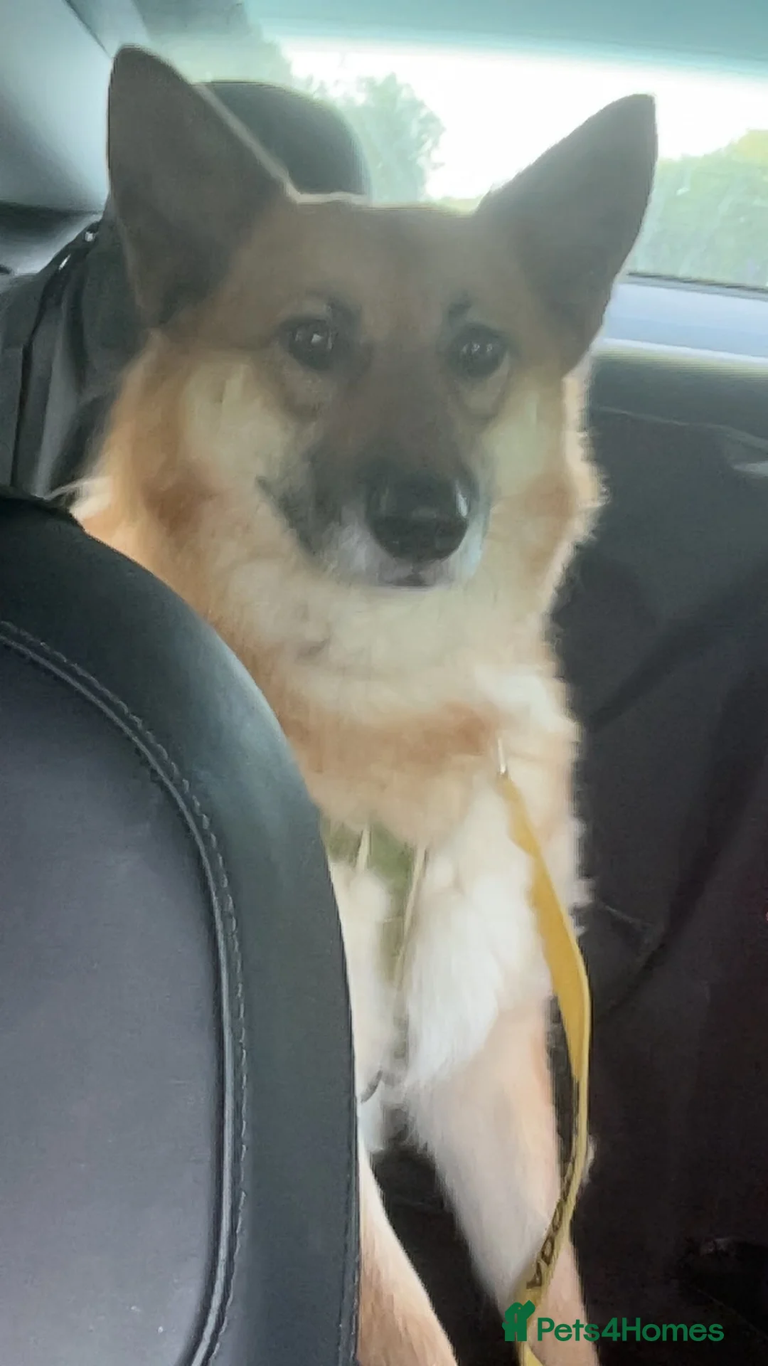 Mixed Breed dogs for adoption: ❤️LEIA❤️-loyal 5 yo GSD ready for true home - Advert 2