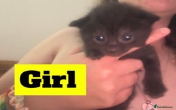 Mixed Breed cats for sale: Black and white kittens  - Image 3