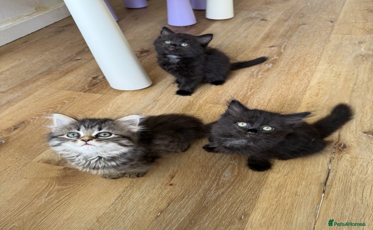 Persian cats - Advert 2