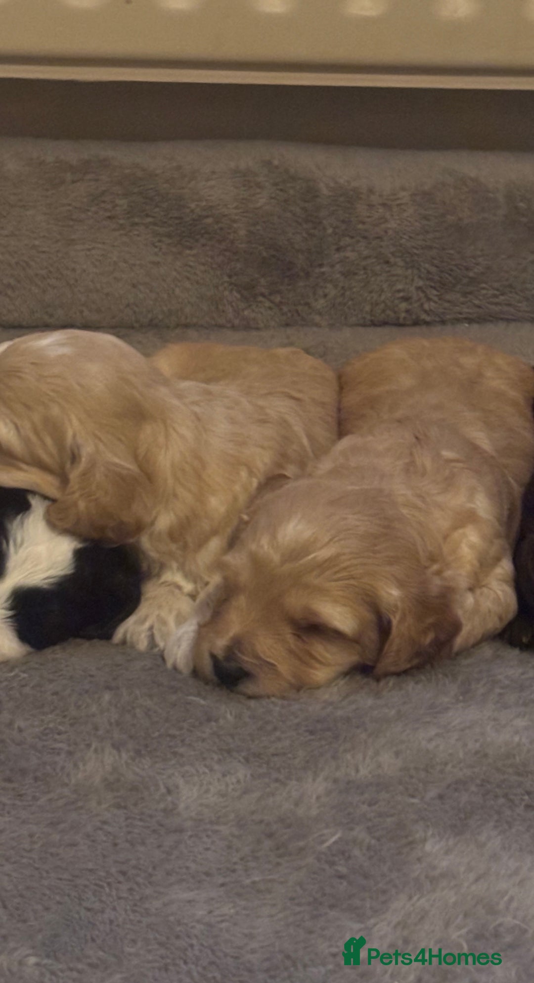 Cockapoo dogs for sale: Stunning F1 Cockapoos - Show H/Tested KC Parents!! - Advert 6