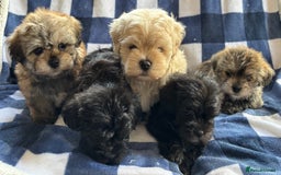 Maltipoo dogs for sale: Stunning Maltipoo Puppies ⭐️ DNA Tested ⭐️ - Image 4