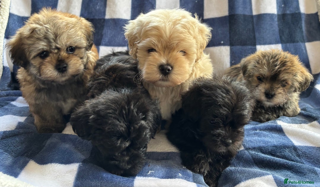 Maltipoo dogs for sale: Stunning Maltipoo Puppies ⭐️ DNA Tested ⭐️ - Image 4