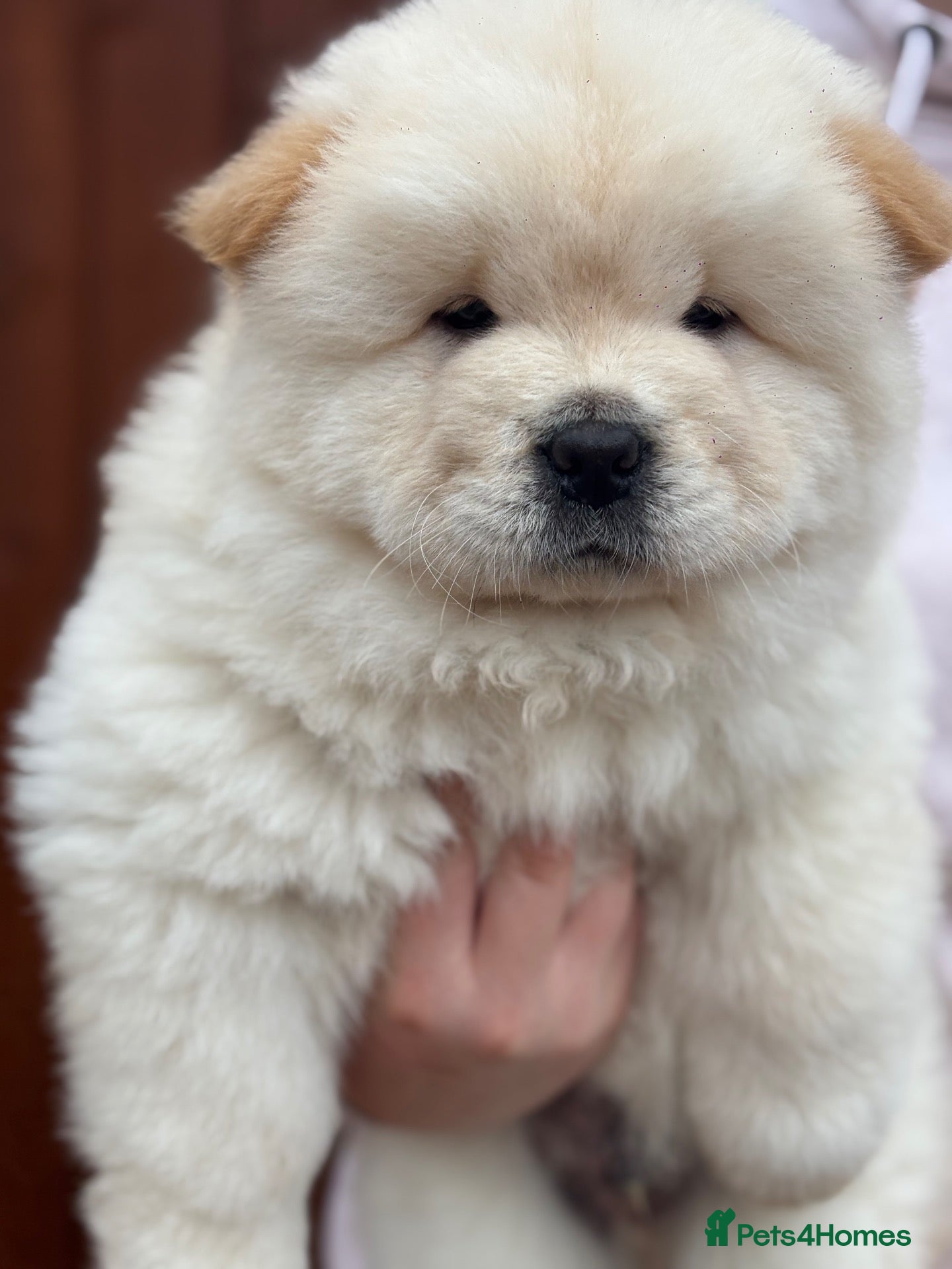 Chow Chow dogs for sale: POLAR WHITE CHOW CHOW PUPPIES  - Advert 5