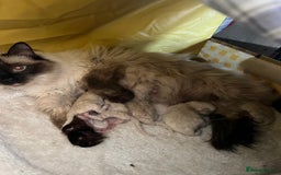 Ragdoll cats for sale: 1 Ragdoll girl left looking for a loving home  - Image 28