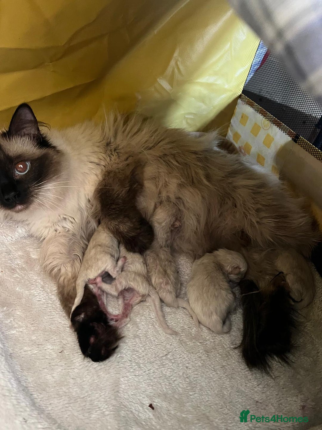Ragdoll cats for sale: 1 Ragdoll girl left looking for a loving home  - Image 28
