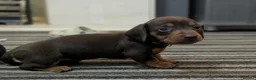 Dachshund dogs for sale: Gorgeous Smooth-Haired Dachshund Puppies - Advert 9