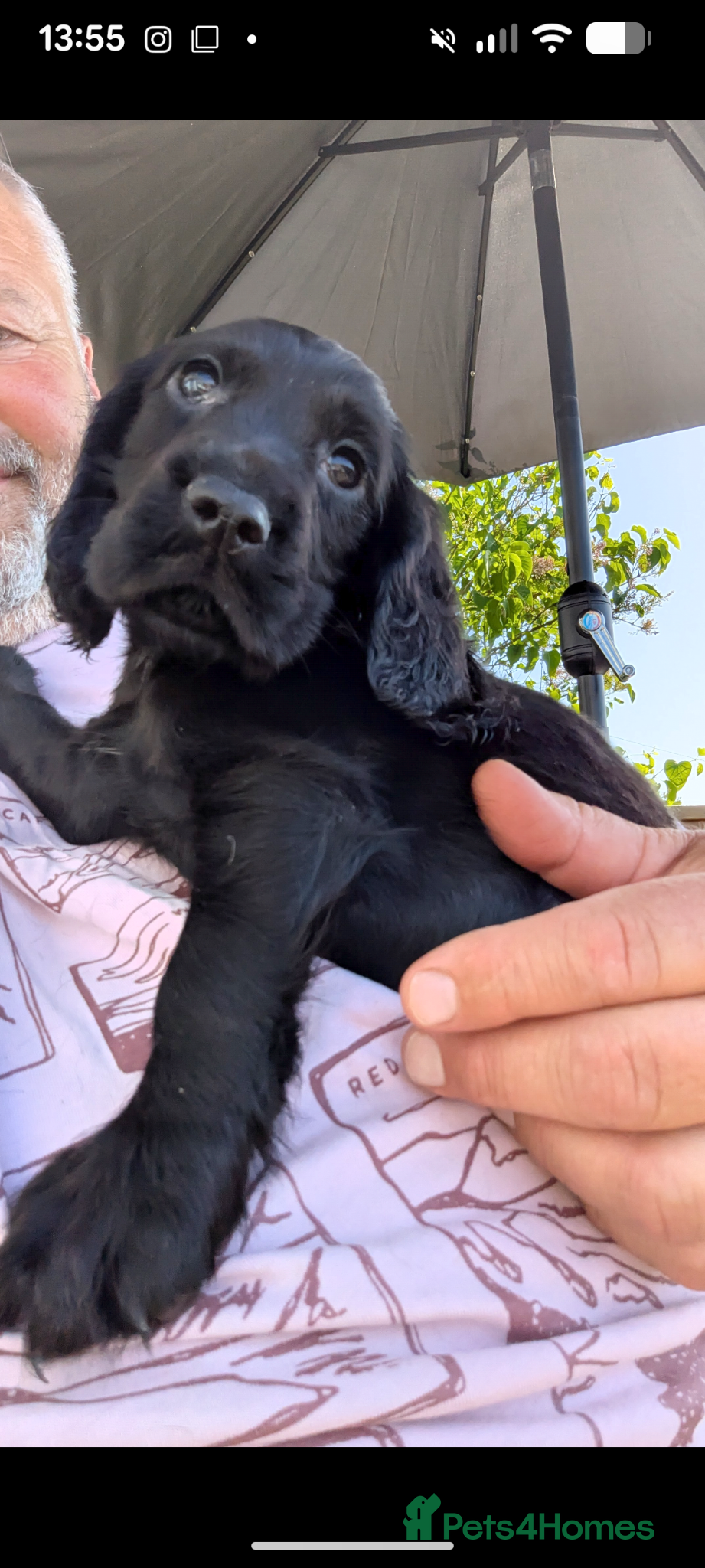 Cocker Spaniel dogs ***READY NOW***Stunning Cocker Spaniel Puppies  - Advert 1