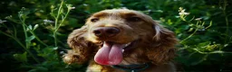 Cocker Spaniel dogs for sale: Stunning Golden Show Cocker Spaniels  - Advert 4