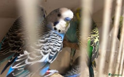 Budgerigars birds for sale: Budgies for sale, all in good health - Image 9