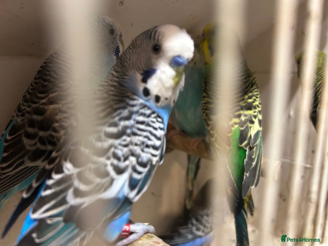 Budgerigars birds for sale: Budgies for sale, all in good health - Image 9
