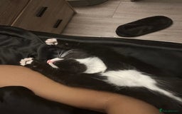 Mixed Breed cats for sale:  Sweet Kitten Looking for Home - Image 2