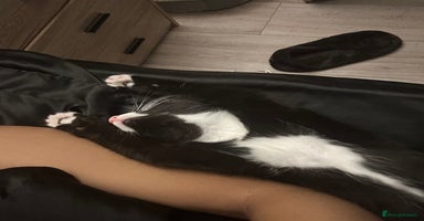 Mixed Breed cats - Advert 10