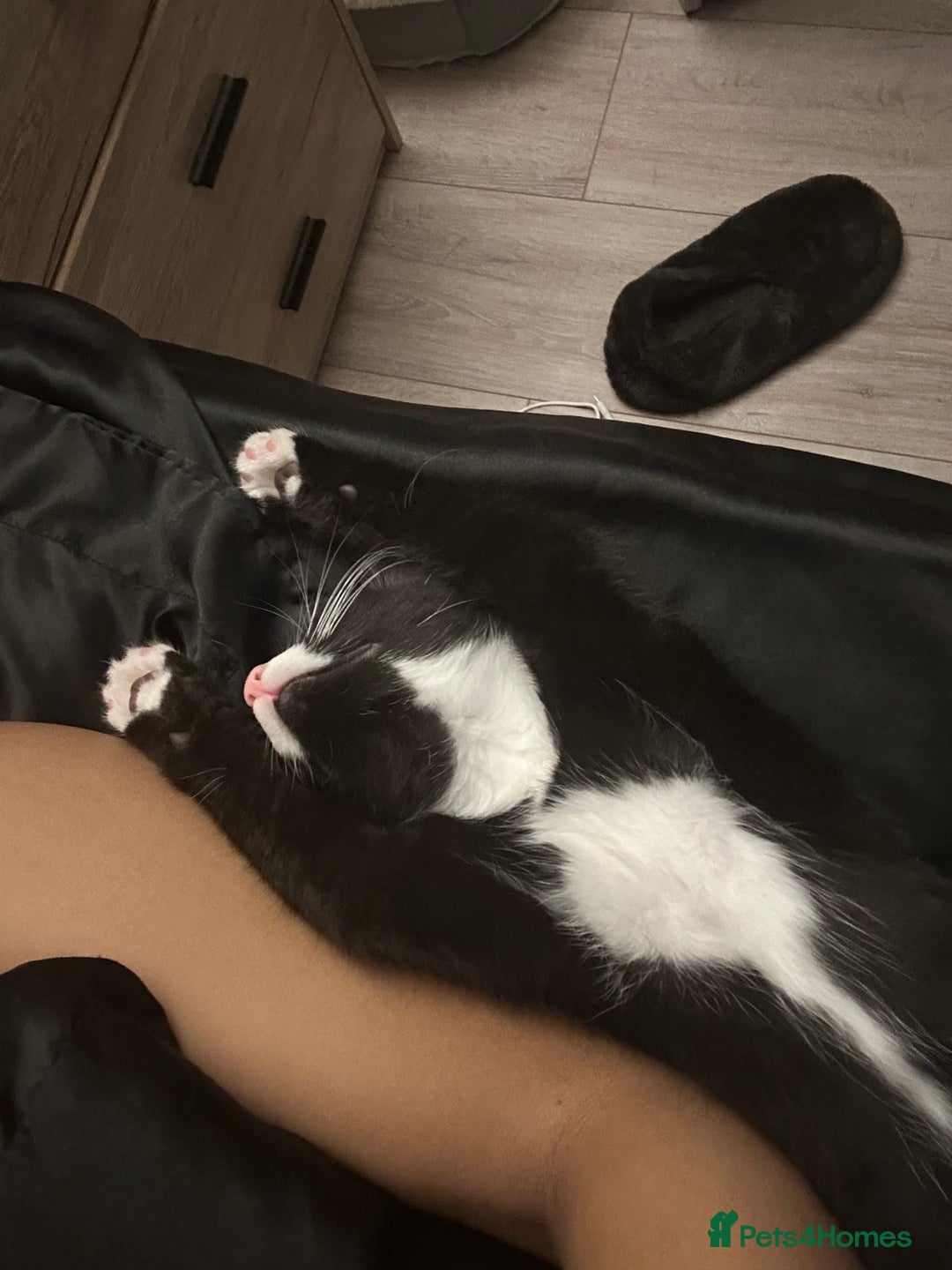 Mixed Breed cats for sale:  Sweet Kitten Looking for Home - Image 2