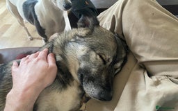 Mixed Breed dogs for adoption: Roona  - Image 8