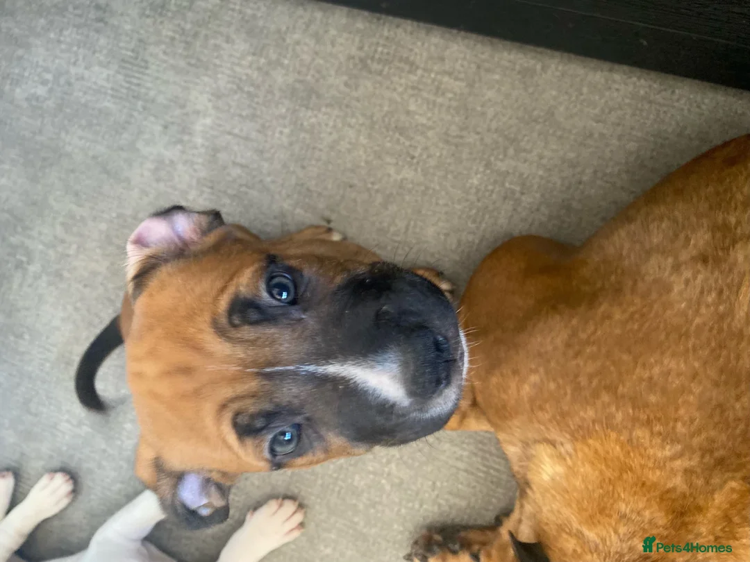 Mixed Breed dogs for sale: Puppy in Portsmouth - Advert 1