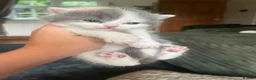 British Shorthair cats for sale: British short hair kittens  - Advert 5