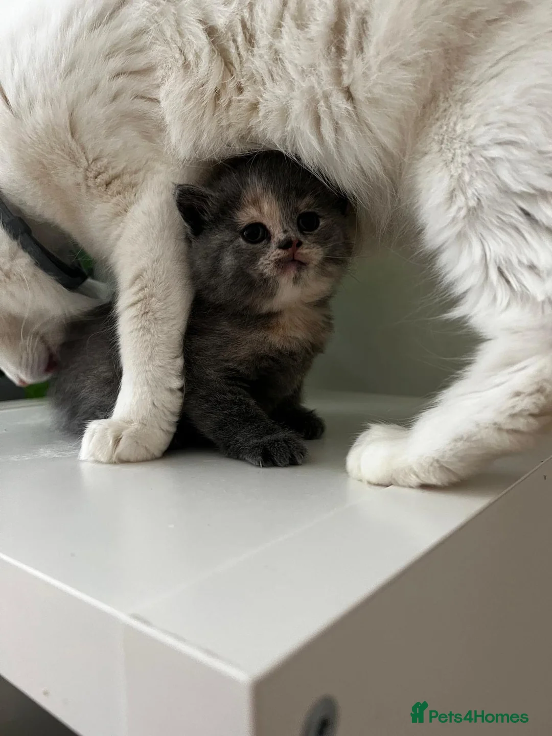 Mixed Breed cats for sale: [Last Girl!] British Short x Mainecoon Hair  - Advert 16