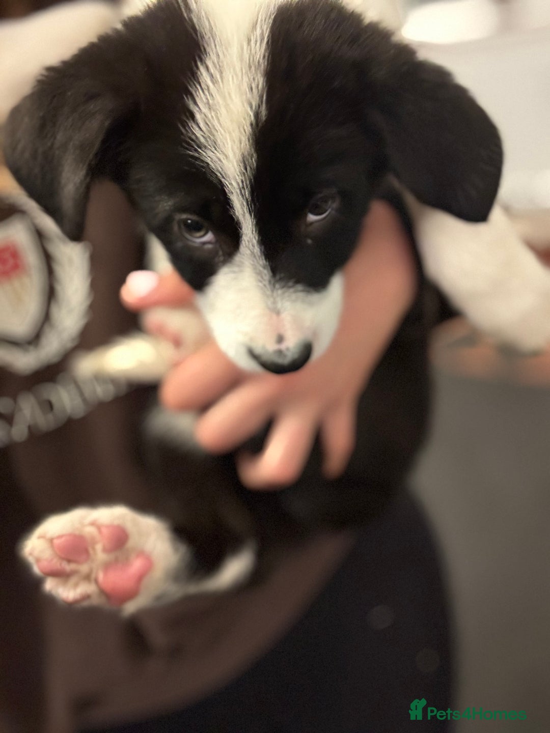 Border Collie dogs for sale: Kennel Club Border Collie Puppies For Sale - Image 38