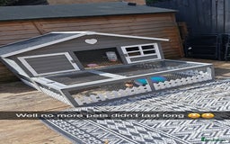 Guinea Pig rodents for sale: 2 x male guinea pigs with hutch - Image 4