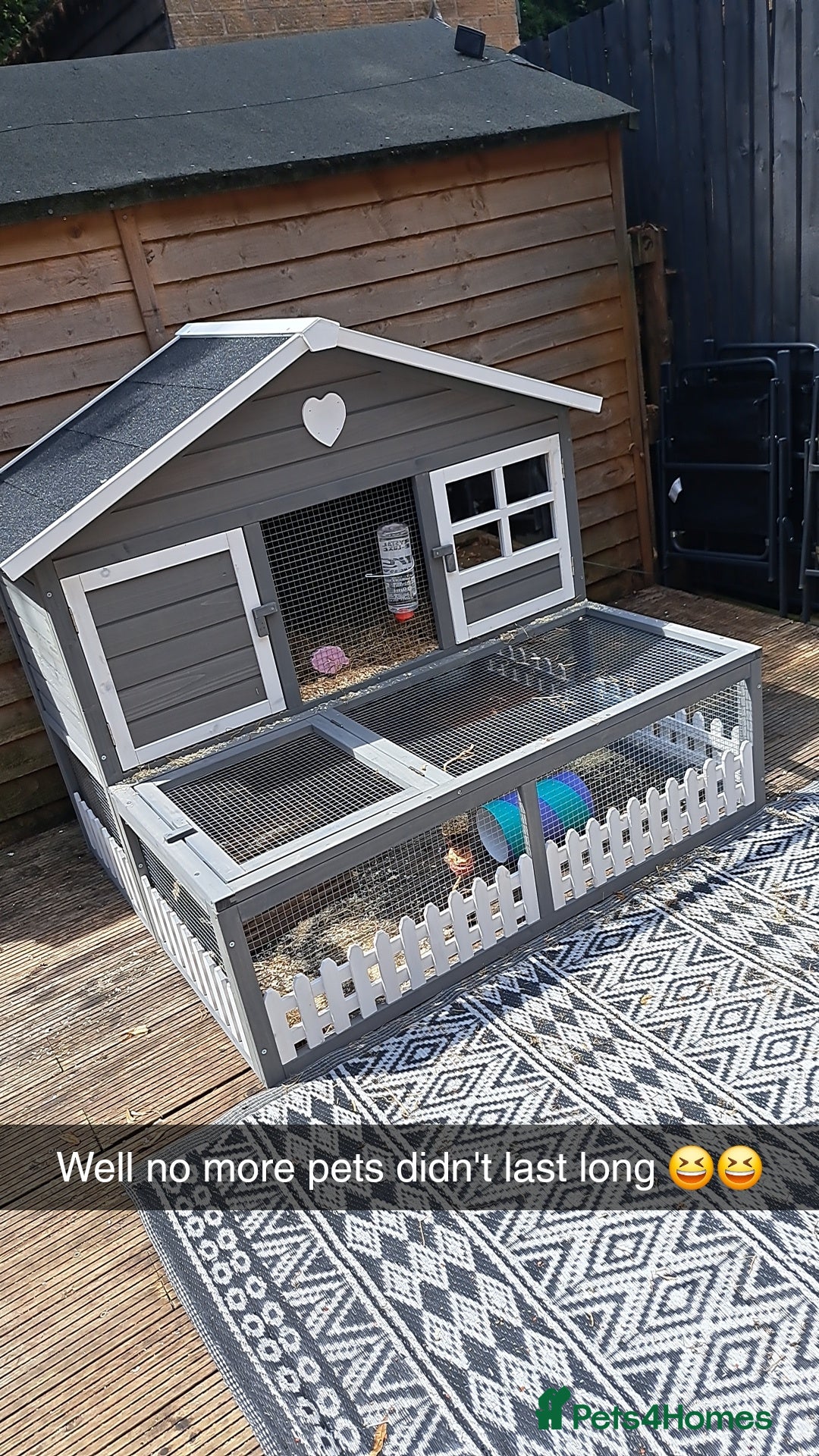 Guinea Pig rodents for sale: 2 x male guinea pigs with hutch - Image 4