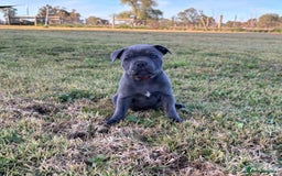 Staffordshire Bull Terrier dogs for sale: Elegant active blue staffordshire puppies - Image 3