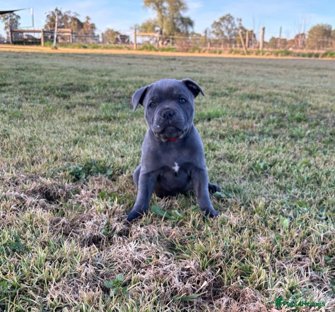 Staffordshire Bull Terrier dogs for sale: Elegant active blue staffordshire puppies - Image 3