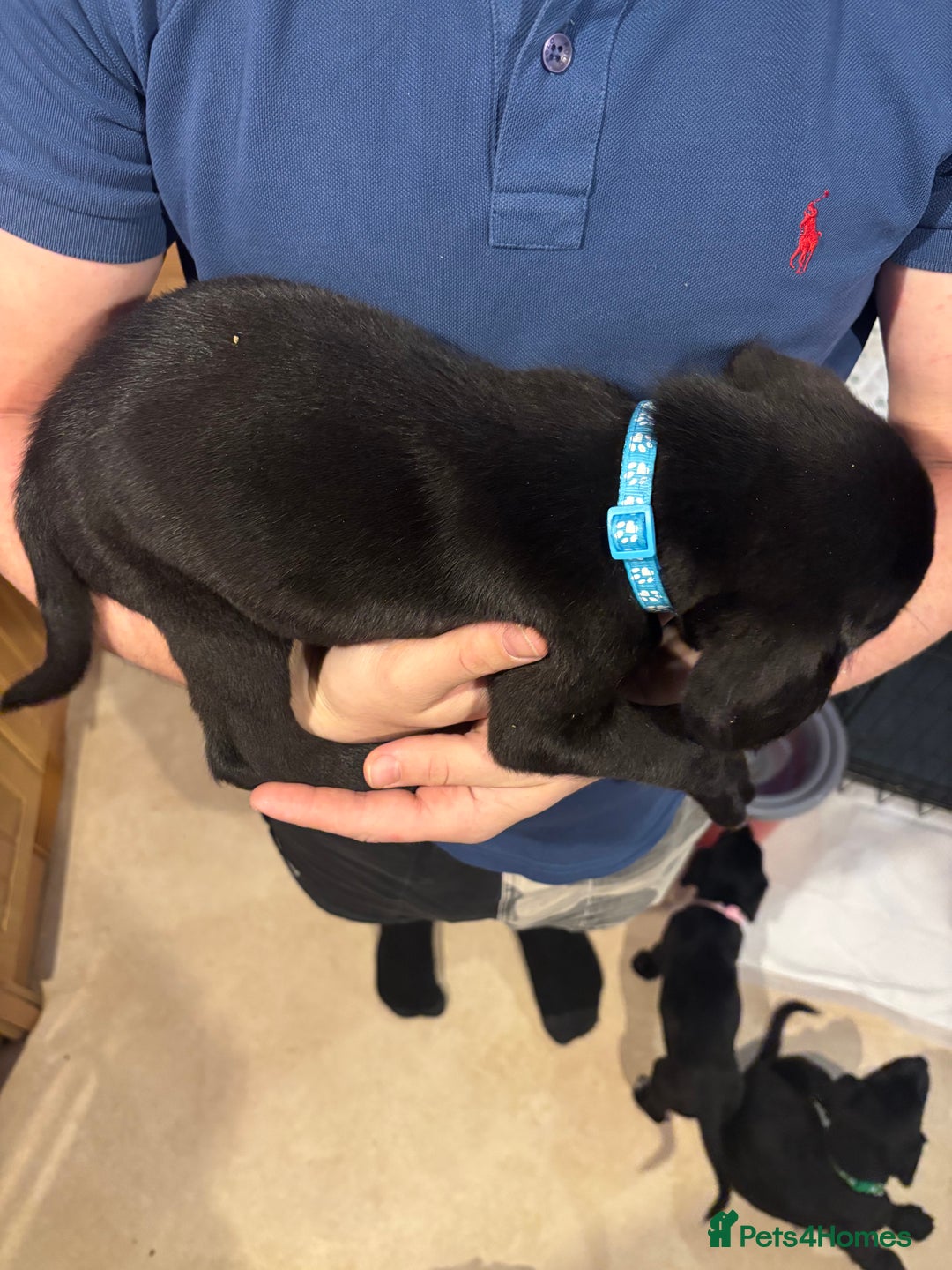 Springador dogs for sale: Springadors  - Advert 6