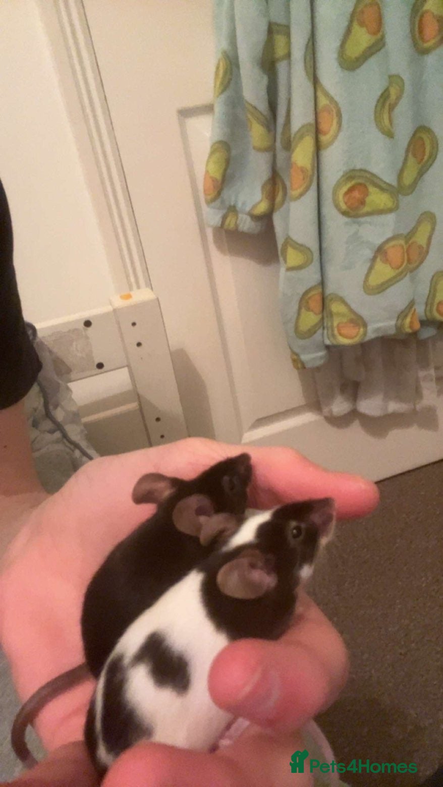 Hamster rodents Gorgeous fancy mice available  - Advert 17