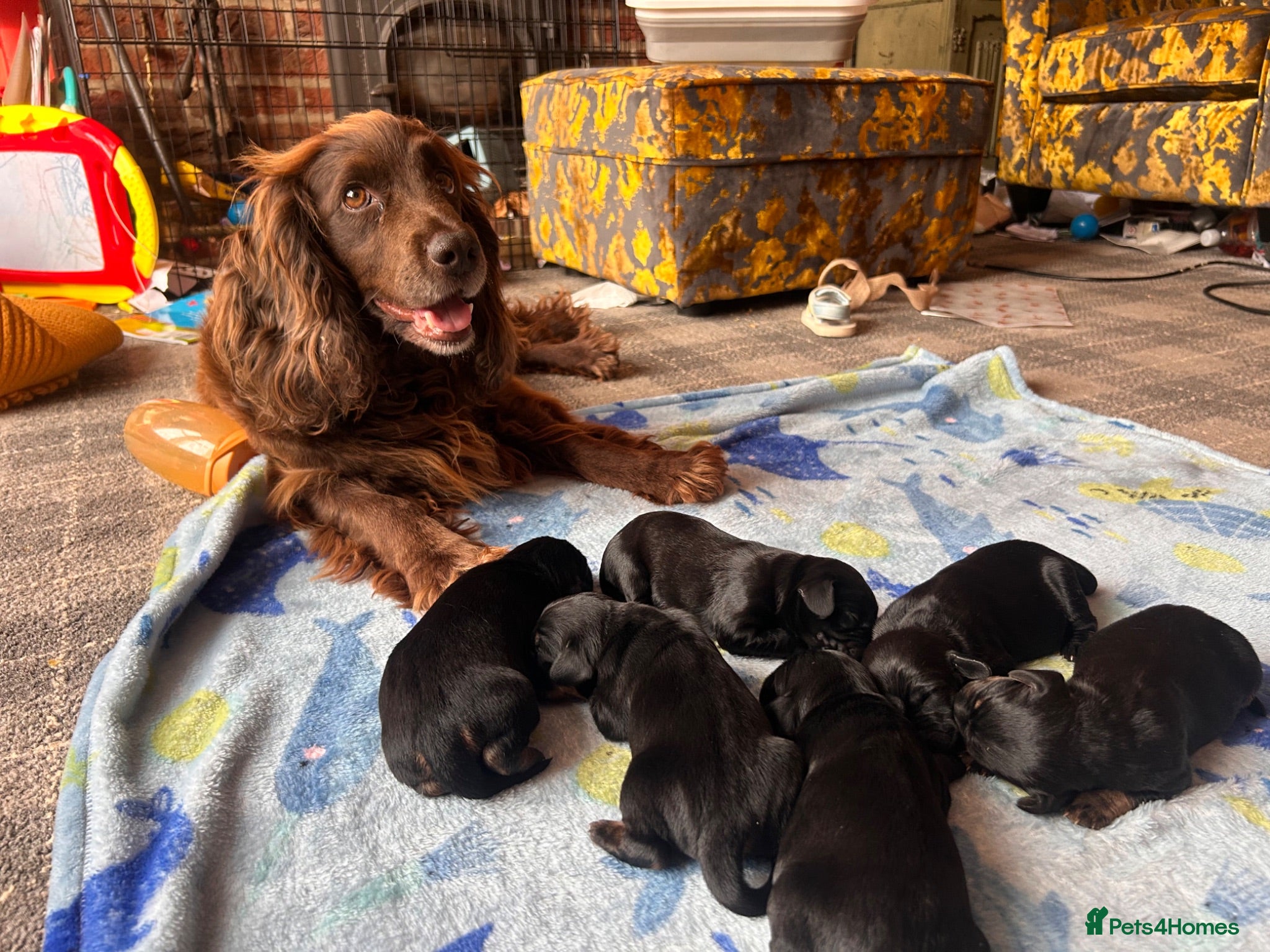Mixed Breed dogs Working cocker with mix dads family pet  - Advert 5