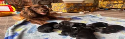 Mixed Breed dogs for sale: Working cocker with mix dads family pet  - Advert 1