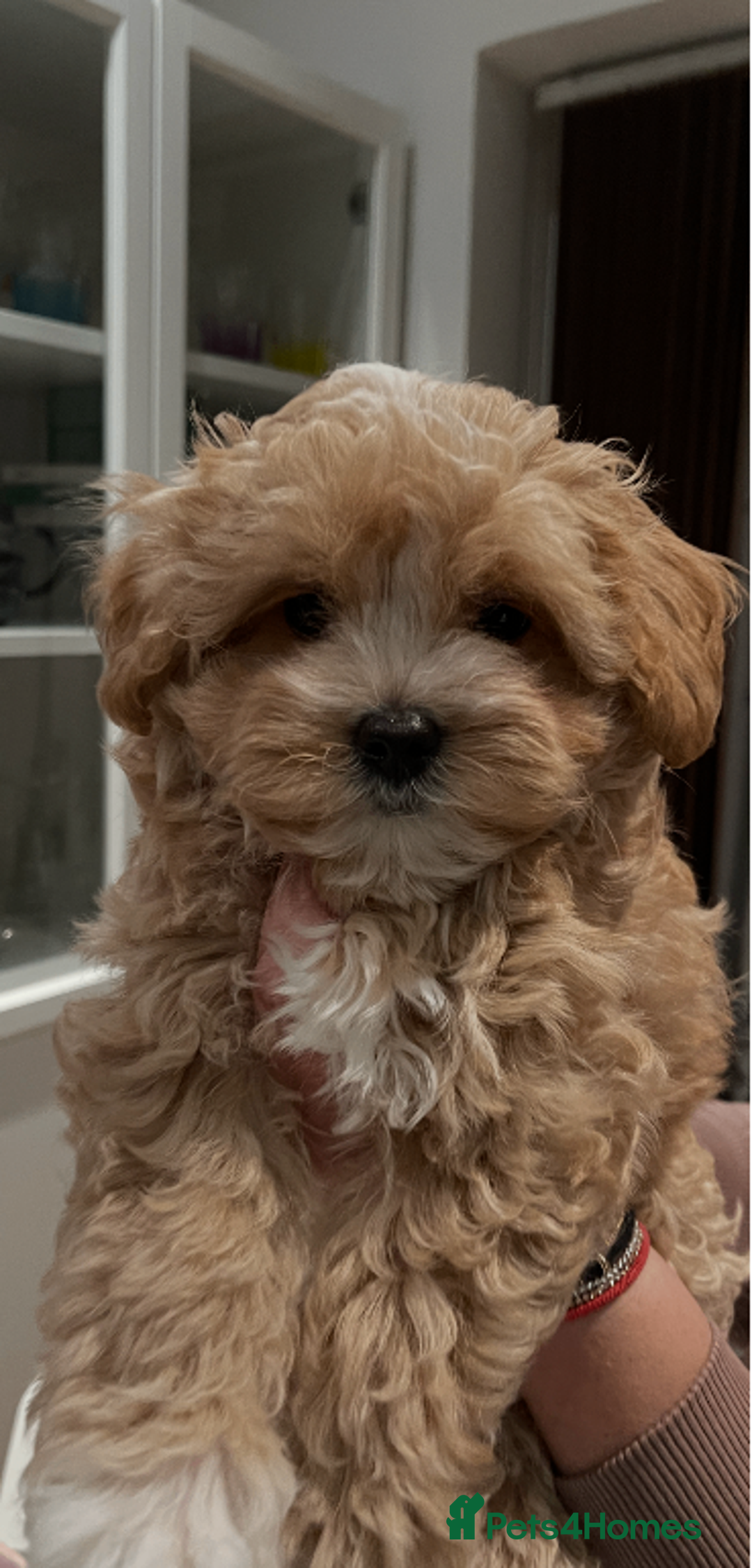 Maltipoo dogs for sale: Charming Tiny toy F1 Maltipoo puppies - Advert 3