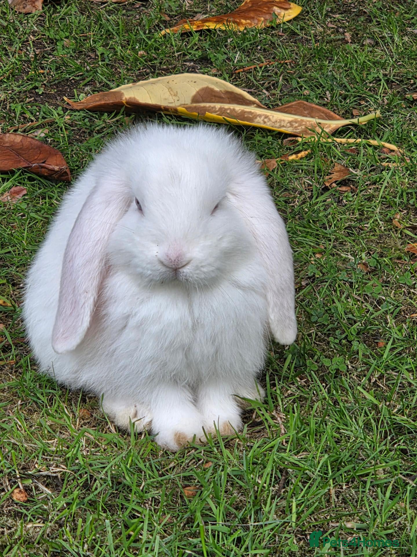 French Lop rabbits French lops 1 x doe 1 x Buck - Advert 18