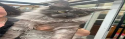 Maine Coon cats for sale: Black smoke Maine coon kittens - Advert 3