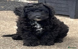 Bordoodle dogs for sale: Female fb1puppies - Image 3