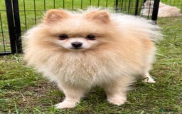 Pomeranian dogs for adoption: Bella’s Story – From Broken to Beautiful - Image 3