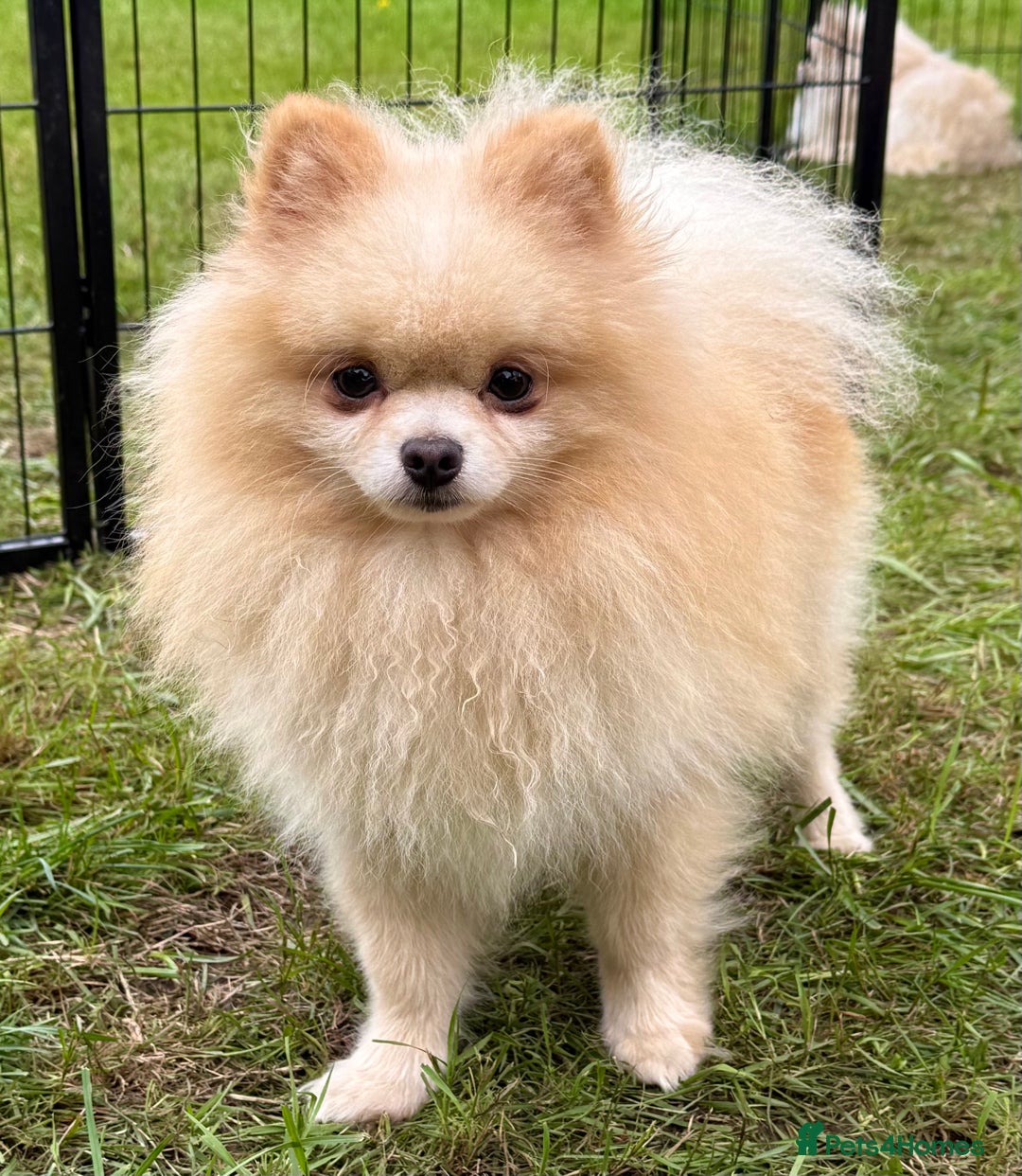 Pomeranian dogs for adoption: Bella’s Story – From Broken to Beautiful - Image 3