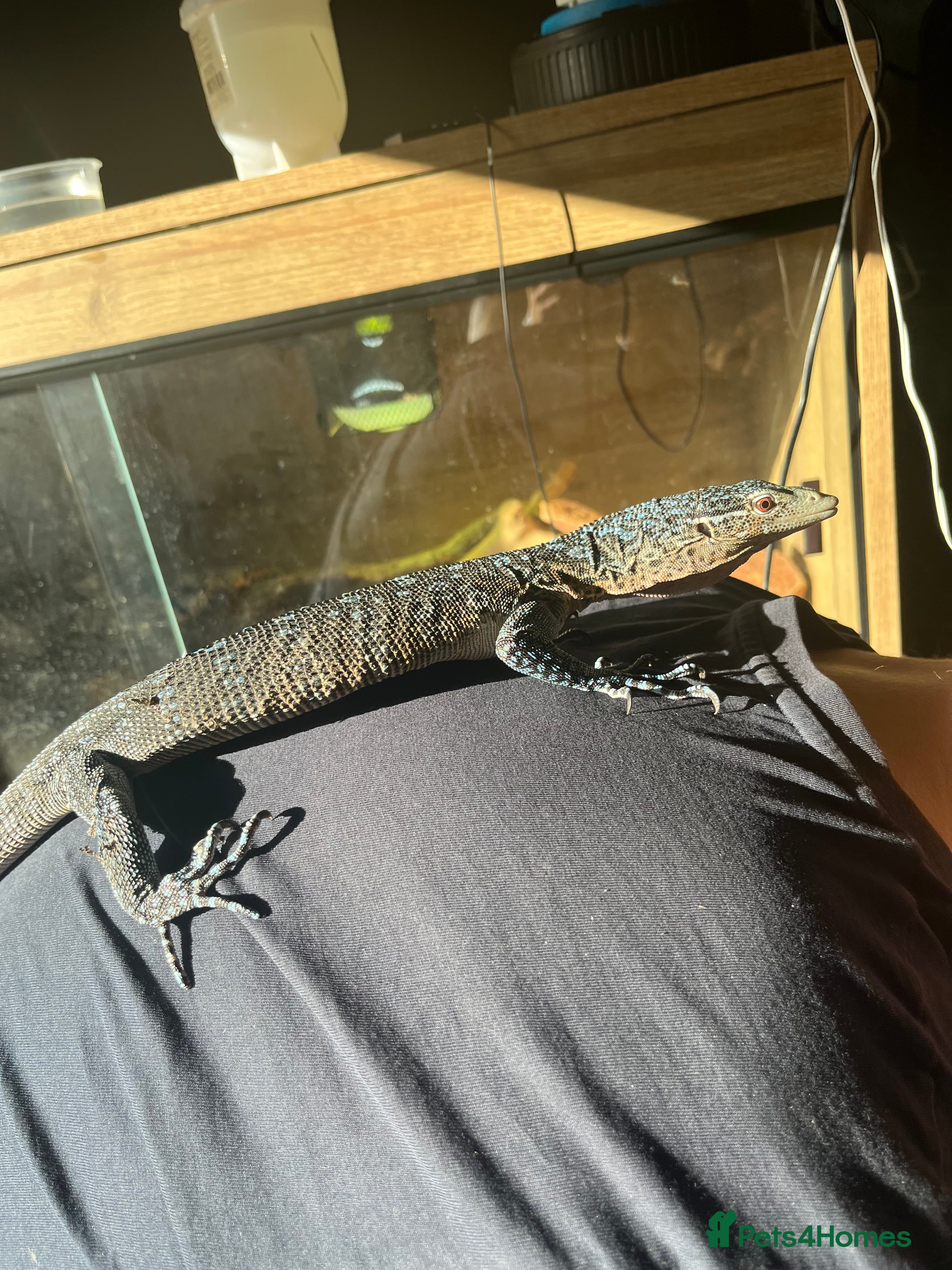 Monitor reptiles Female tree monitor and enclosure  - Advert 3