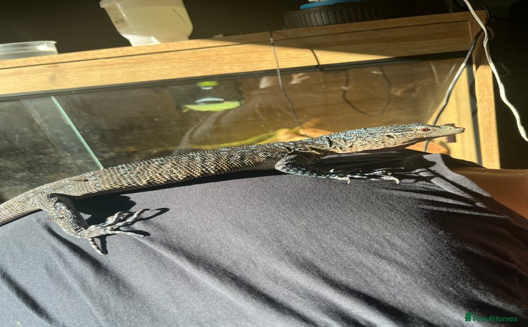 Monitor reptiles - Advert 1