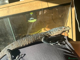 Monitor reptiles - Advert 5