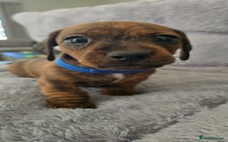 Miniature Dachshund dogs for sale: Miniature dachshund KC registered  - Image 9
