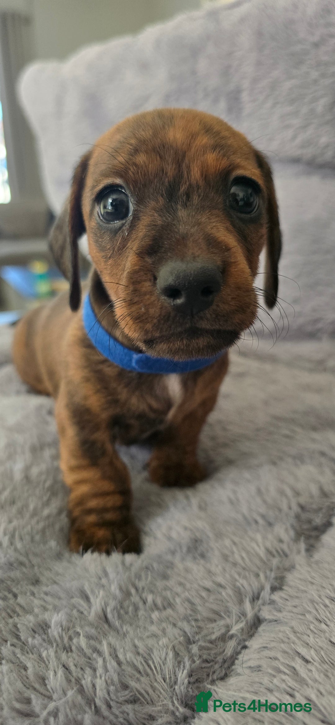 Miniature Dachshund dogs for sale: Miniature dachshund KC registered  - Image 9