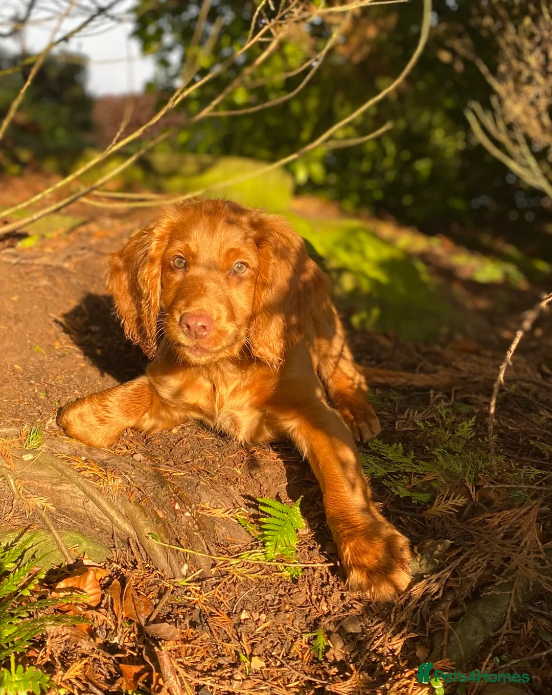 Cocker Spaniel dogs for stud: KC-Registered Working Cocker Spaniel Stud - London in Shipton-under-Wychwood - Advert 9