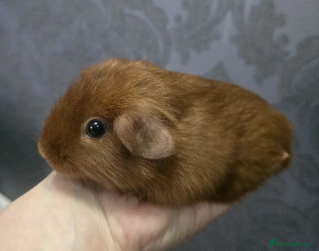 Guinea Pig rodents for sale: Assorted Pure breed baby Male guinea pigs - Advert 4