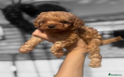 Cavapoo dogs for sale: Tiny Cavapoo puppies - Image 4