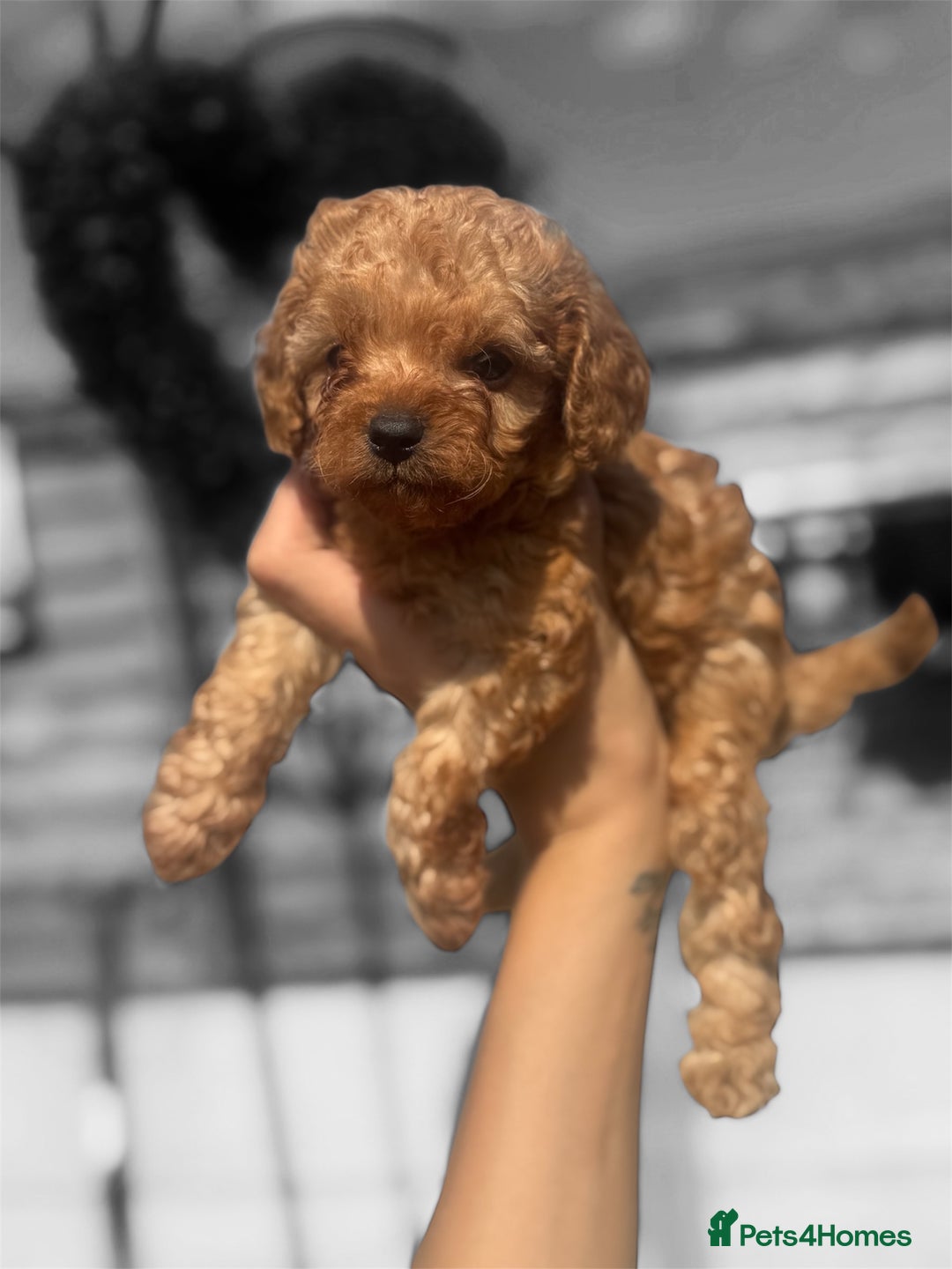 Cavapoo dogs for sale: Tiny Cavapoo puppies - Image 4