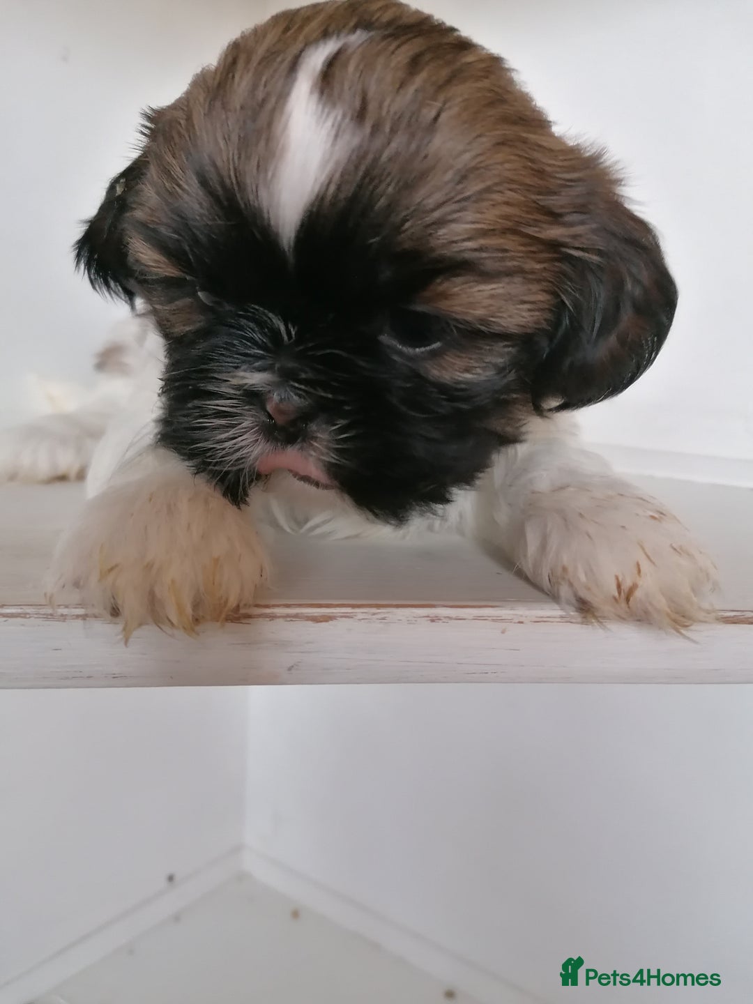 Shih Tzu dogs for sale: Shis Tzu - Advert 1