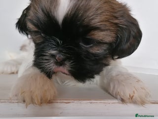 Shih Tzu dogs Shis Tzu - Advert 2