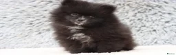 Pomeranian dogs for sale: Sold sold BABY BOY POMERANIAN. - Advert 5